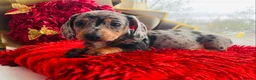 Miniature Dachshund dogs for sale: 🐶Miniature Dachshund Puppie - Advert 3