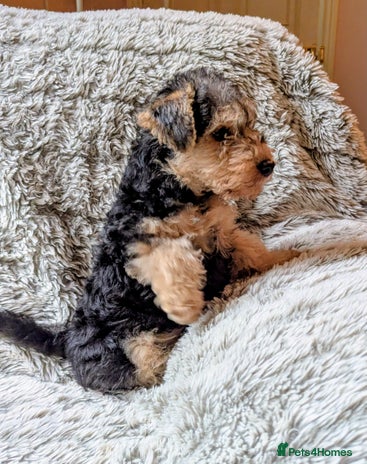 Lakeland Terrier dogs - Advert 2