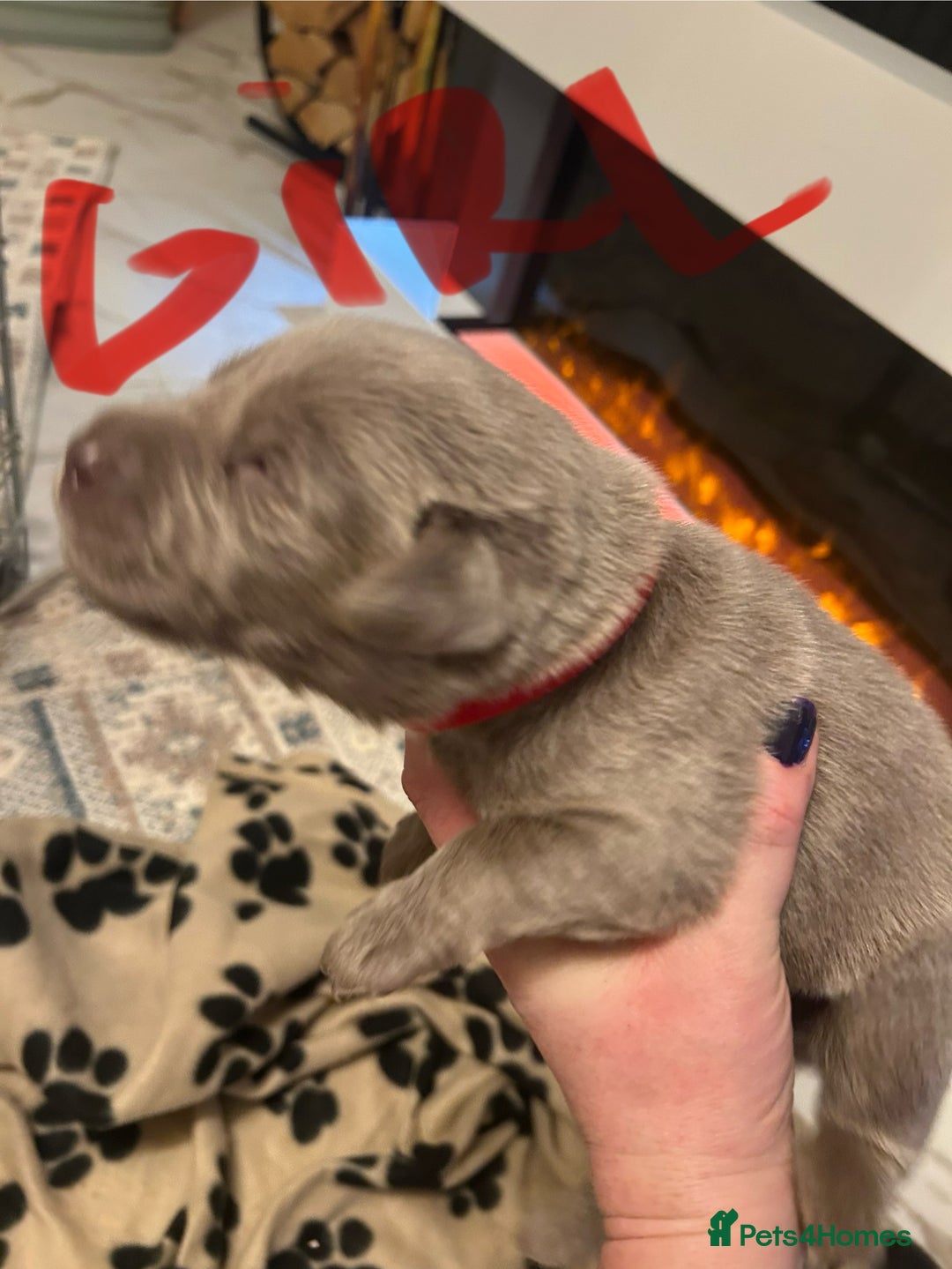 Labrador Retriever dogs for sale:  Silver Labrador retriver - Advert 9