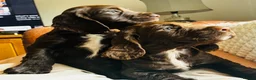 Cocker Spaniel dogs for sale: Glanhowy gundog kc reg working cocker spaniel pups - Advert 1