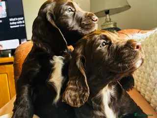 Cocker Spaniel dogs Glnhowy gundogs kc reg working cocker spaniel pups - Advert 1