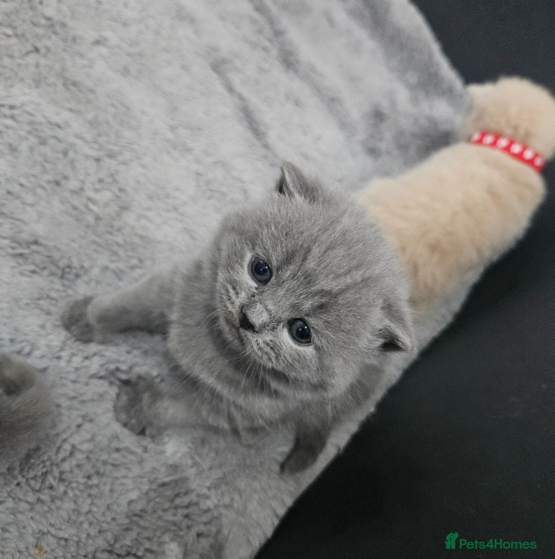 British Shorthair cats for sale: Pretty British shorthair  - Image 21