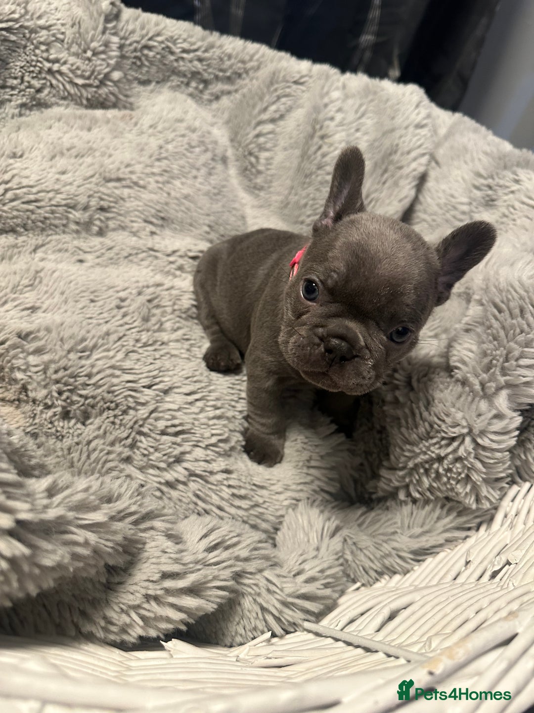 French Bulldog dogs for sale: Beautiful looking French bulldog puppies - Advert 21