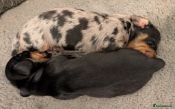 Miniature Dachshund dogs for sale: KC registered miniature dachshund puppies - Image 7