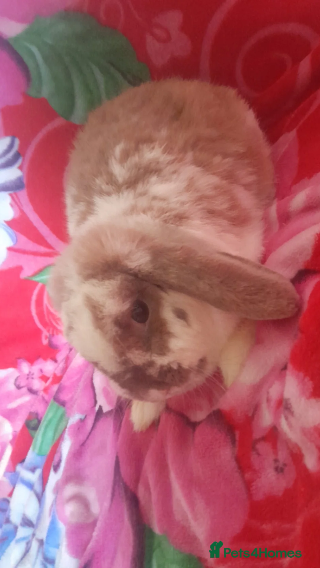 Mixed Breed rabbits for sale: Rabbits - Advert 1