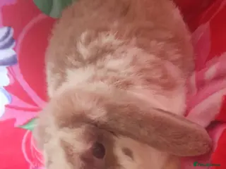 Mixed Breed rabbits Rabbits - Advert 3