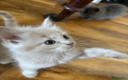 Mixed Breed cats for sale: 6 Beautiful long hair mixed kittens - ready 26/08 - Image 7