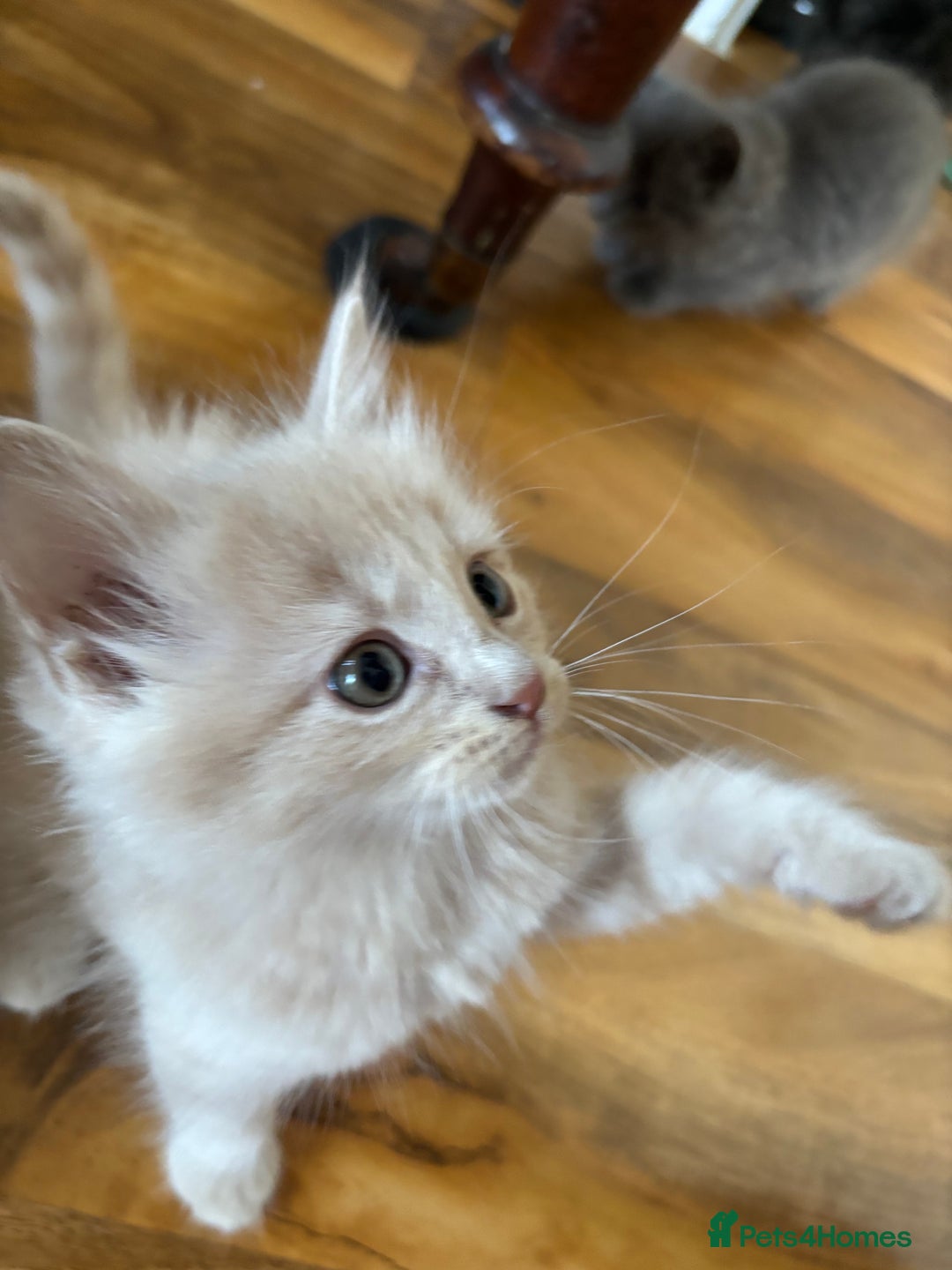 Mixed Breed cats for sale: 6 Beautiful long hair mixed kittens - ready 26/08 - Image 7