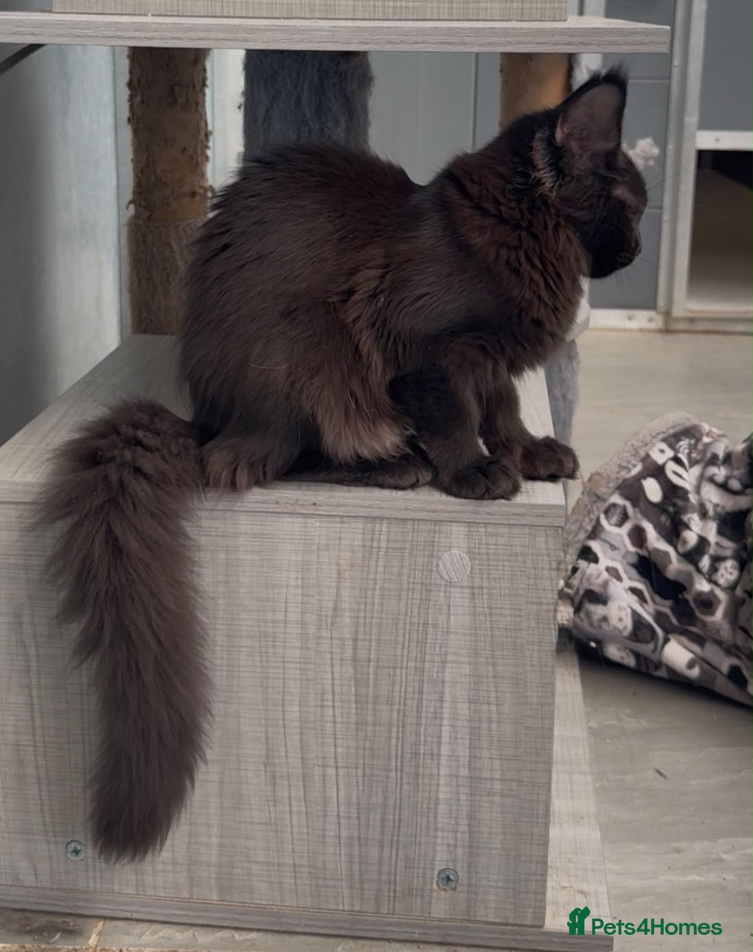 Maine Coon cats Beautiful maine coon girl in need new home - Advert 3