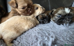 Shih Tzu dogs for sale: Stunning Rare Brindle Imperial Shih Tzu puppies - Image 19