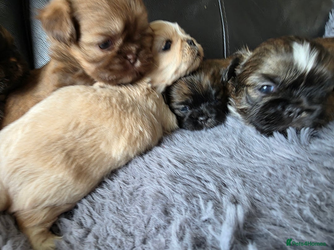 Shih Tzu dogs for sale: Stunning Rare Brindle Imperial Shih Tzu puppies - Image 19