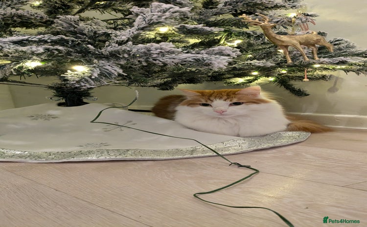 British Longhair cats - Advert 1