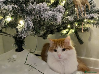 British Longhair cats - Advert 23