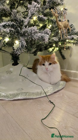 British Longhair cats - Advert 1