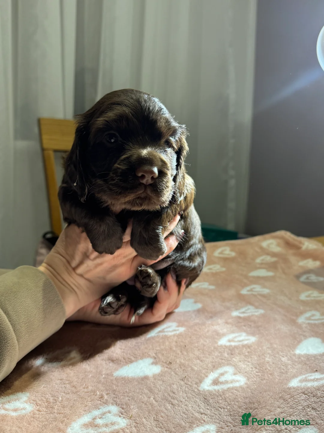 Cocker Spaniel dogs for sale: Adorable cocker spaniel puppies - Advert 31