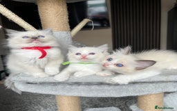 Ragdoll cats for sale: Registered Ragdoll kitttens for sale - Image 7