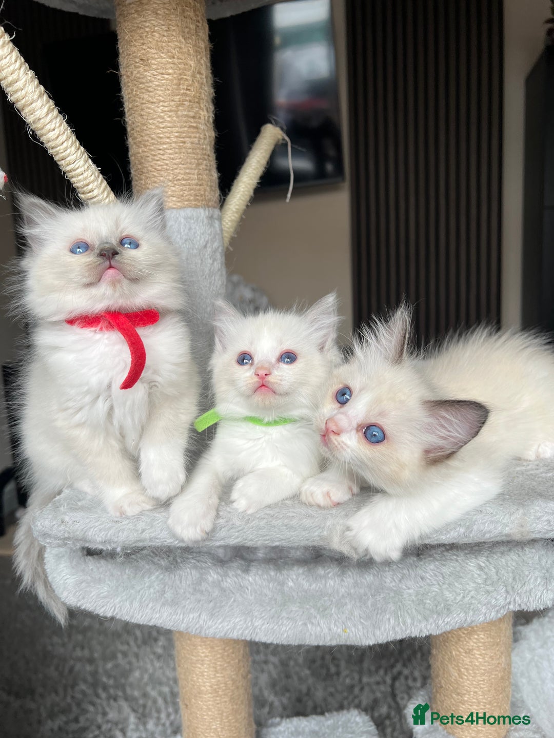 Ragdoll cats for sale: Registered Ragdoll kitttens for sale - Image 7