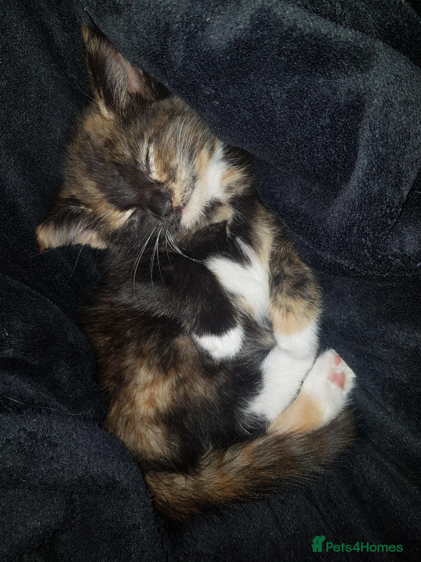 Mixed Breed cats Beautiful Tortoiseshell Kittens - Advert 18