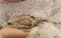 Ragamese cats for sale: 3/4 Ragdoll x 1/4 Siamese Kittens ♡ - Image 12