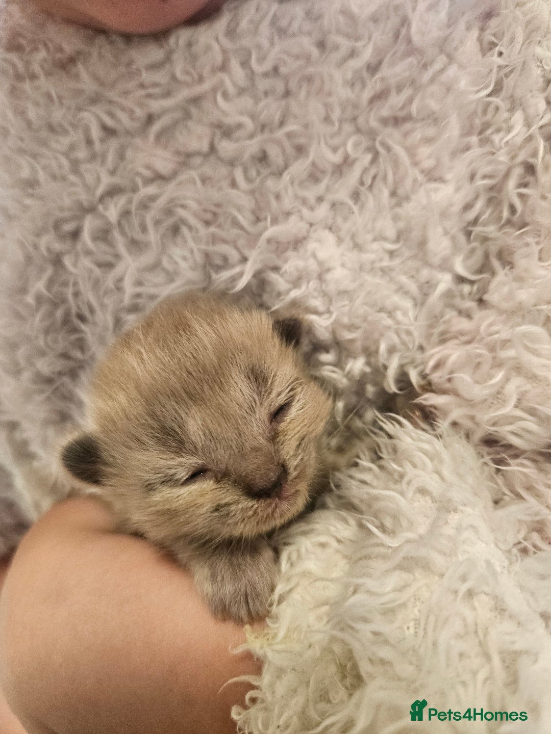 Ragamese cats for sale: 3/4 Ragdoll x 1/4 Siamese Kittens ♡ - Image 12