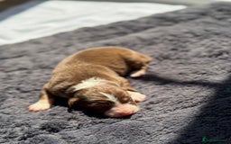 Australian Shepherd dogs for sale: KC registered Australian Shepard puppies - Image 21