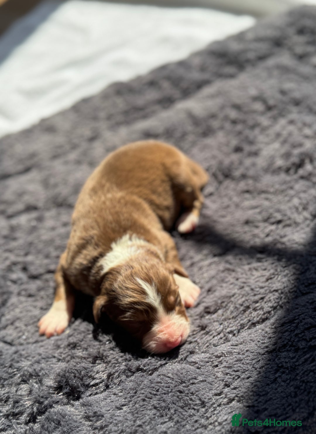 Australian Shepherd dogs for sale: KC registered Australian Shepard puppies - Image 21
