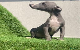 Whippet dogs for sale: Kc whippet pups  - Image 36