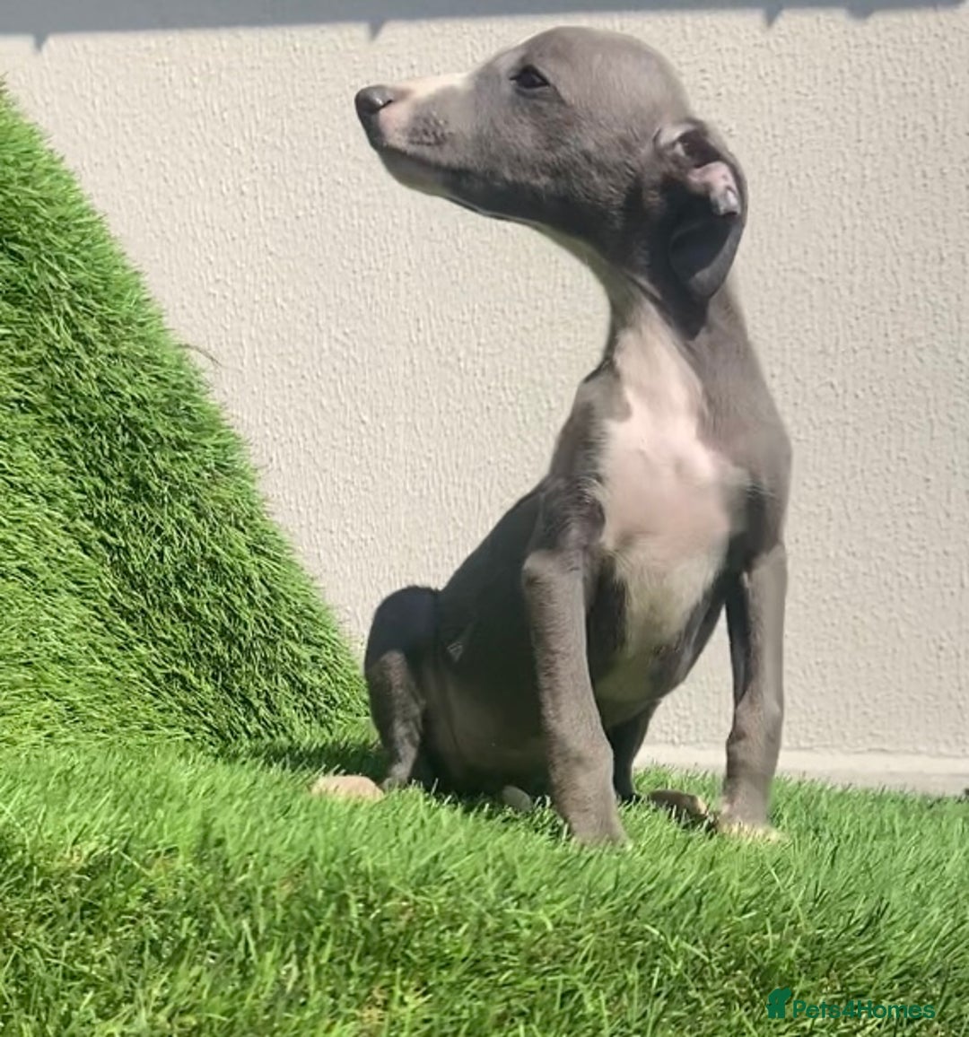 Whippet dogs for sale: Kc whippet pups  - Image 36