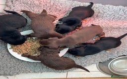 Mixed Breed dogs for sale: French Bulldog x Springer Spaniel pups ready 15Oct - Image 2