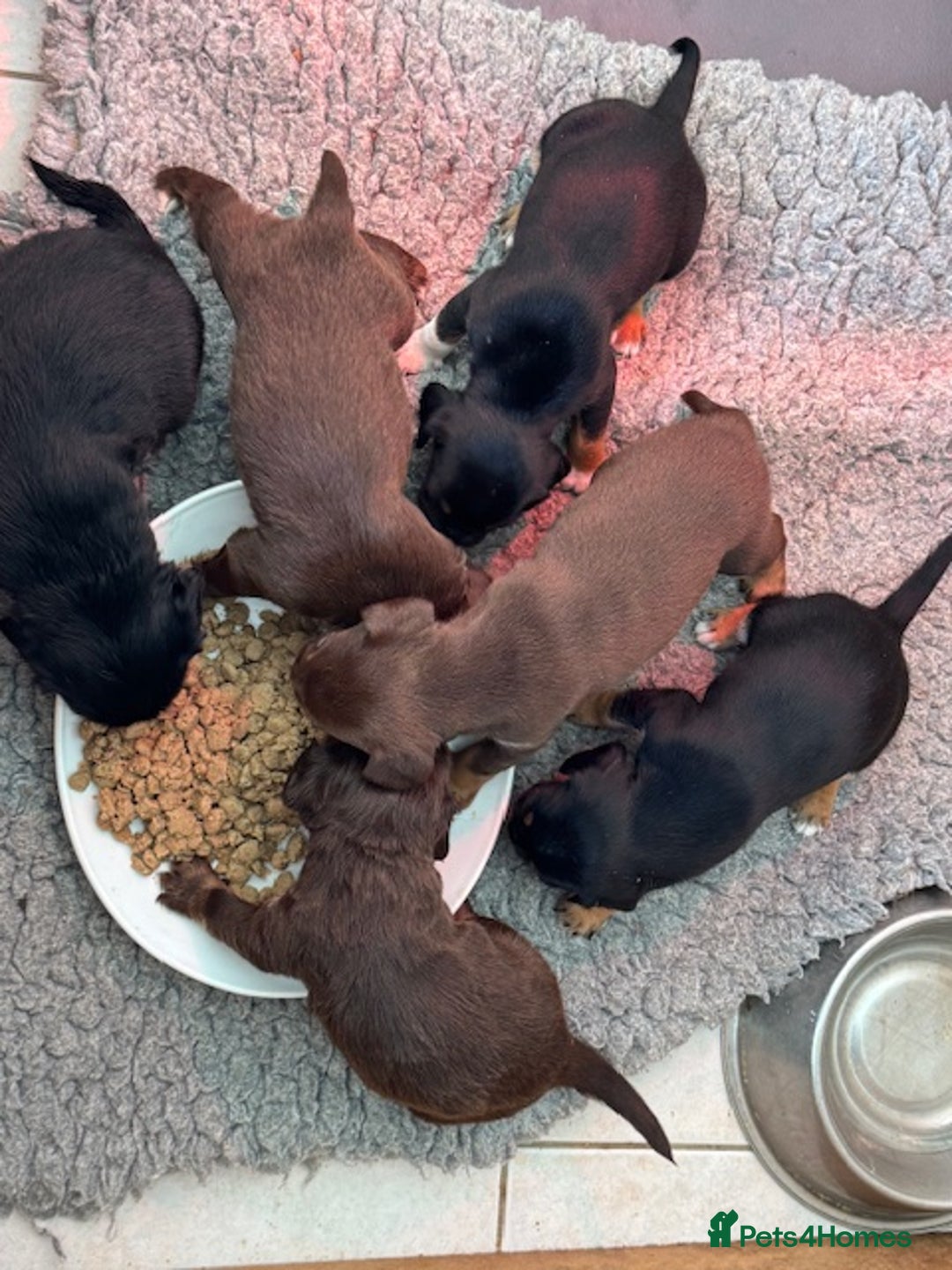 Mixed Breed dogs for sale: French Bulldog x Springer Spaniel pups ready 15Oct - Image 2