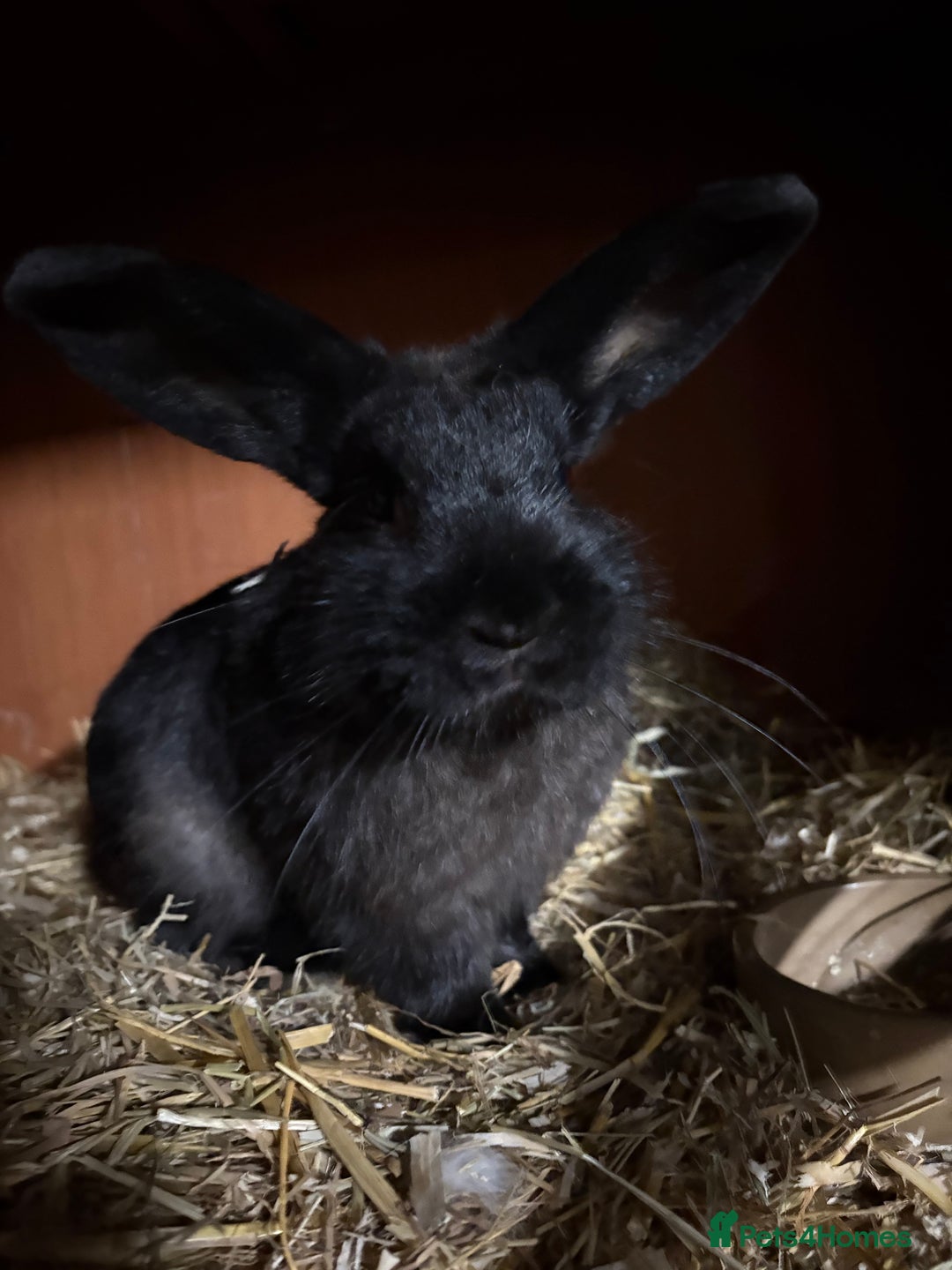 Mixed Breed rabbits for sale: Young buck  - Image 1