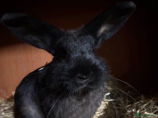 Mixed Breed rabbits - Advert 20