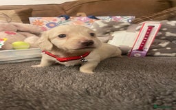 Miniature Dachshund dogs for sale: Kc mini long hair dachshund pups - Advert 4