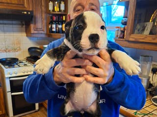 Mixed Breed dogs Big beautiful Bull Staffs - Advert 7