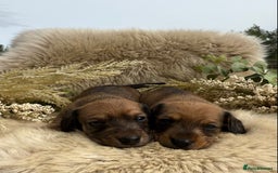 Dachshund dogs for sale: Stunning miniature wire dachshunds  - Image 8