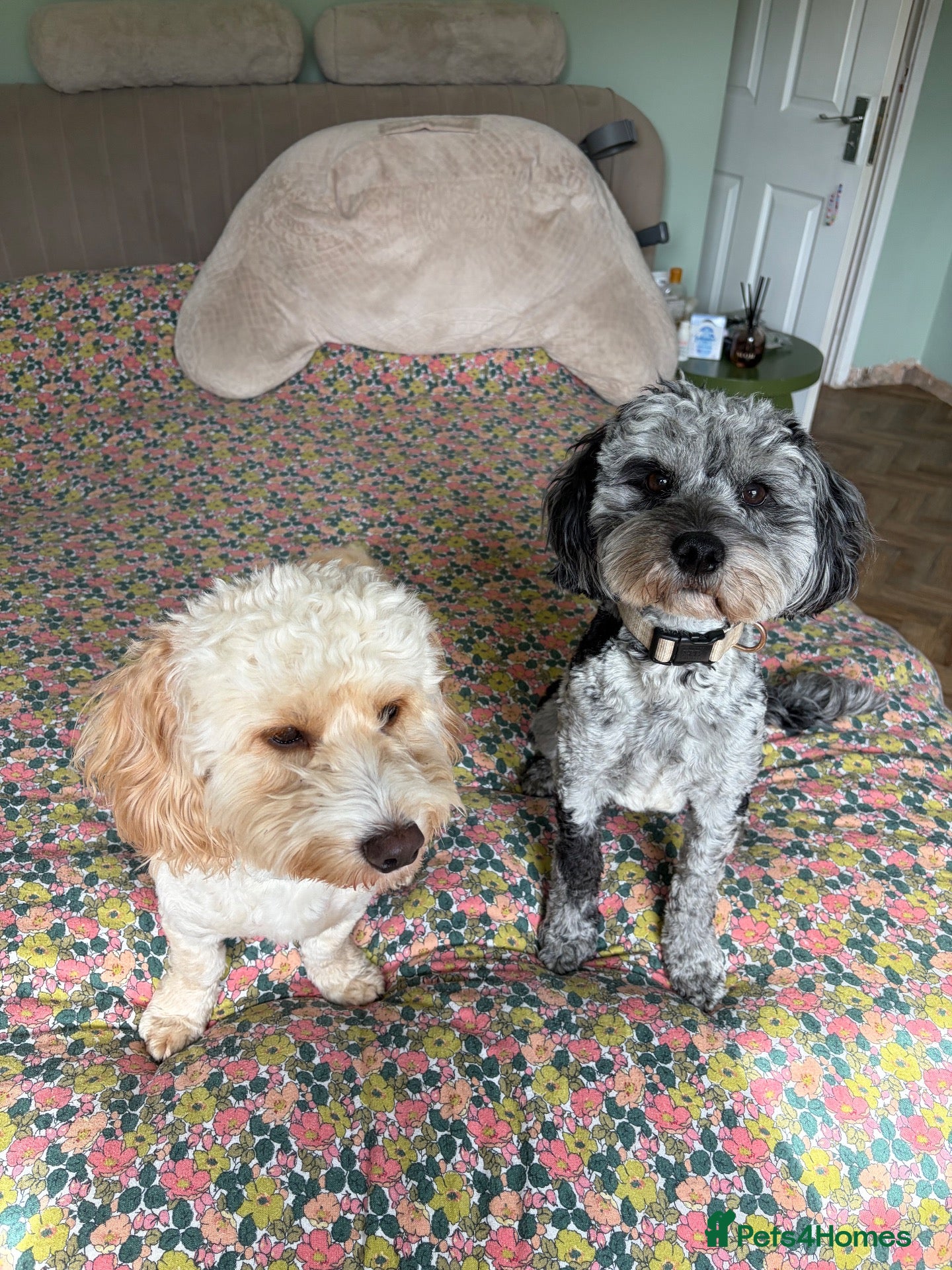 Cockapoo dogs 5 miniature cockapoos  - Advert 1