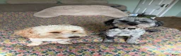 Cockapoo dogs for sale: 5 miniature cockapoos  - Advert 1