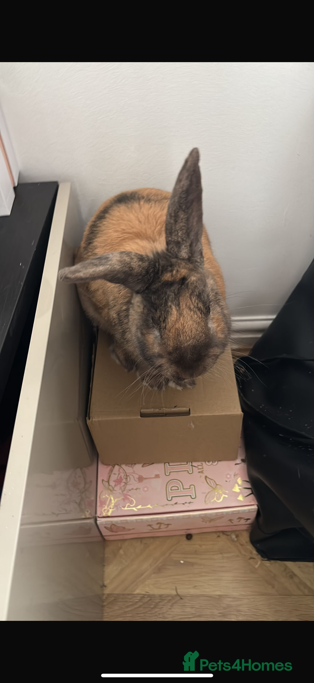 British Giant rabbits for sale: Rabbit for sale  - Image 2