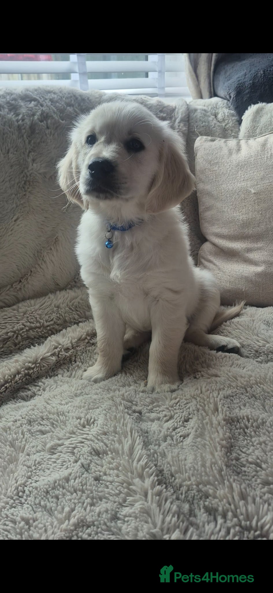 Golden Retriever dogs Ready to go Gorgeous Golden Retriever Puppies - Advert 9