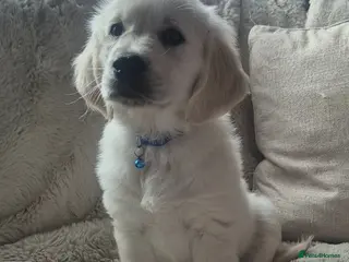 Golden Retriever dogs Ready to go Gorgeous Golden Retriever Puppies - Advert 18