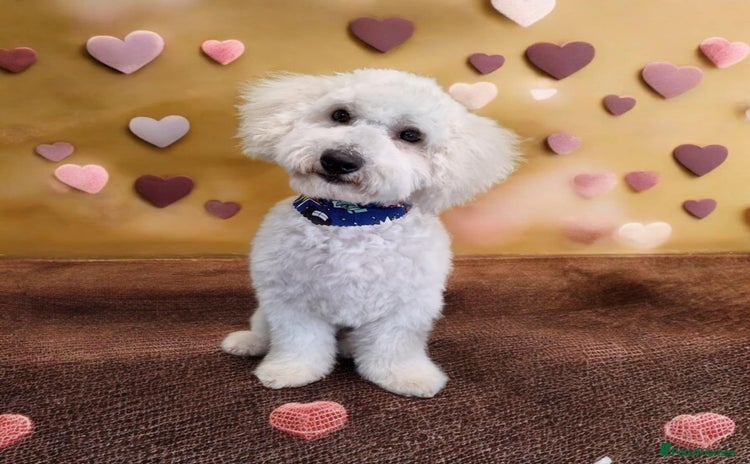 Mixed Breed dogs - Advert 1