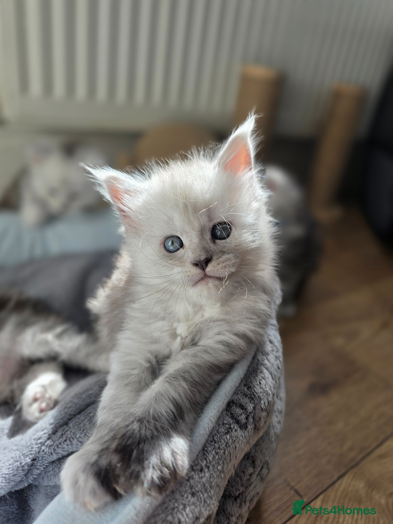 Maine Coon cats  Maine Coon Kittens Looking for Loving Homes!   - Advert 1
