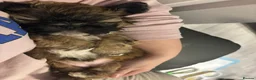 Shih Tzu dogs for sale: 3 beautiful shih tzu girl pups - Advert 9