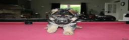 German Shepherd dogs for sale: Outstanding KC Registered German Shepherd Puppies in Newcastle upon Tyne - Advert 4