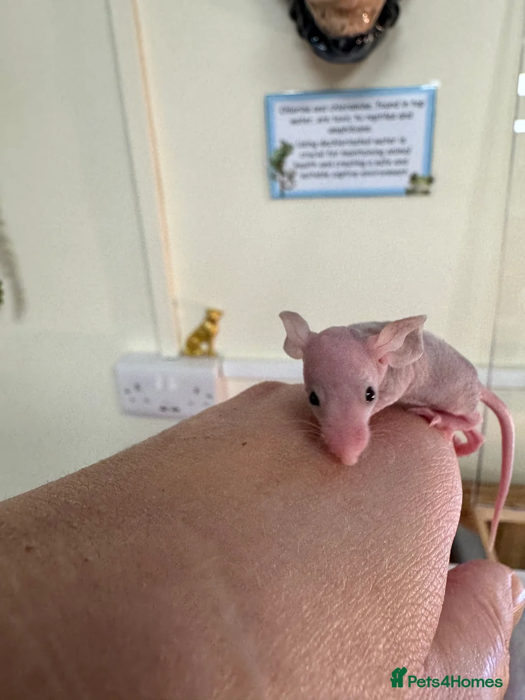 Mouse rodents for sale: Naked mice for sale  - Advert 5