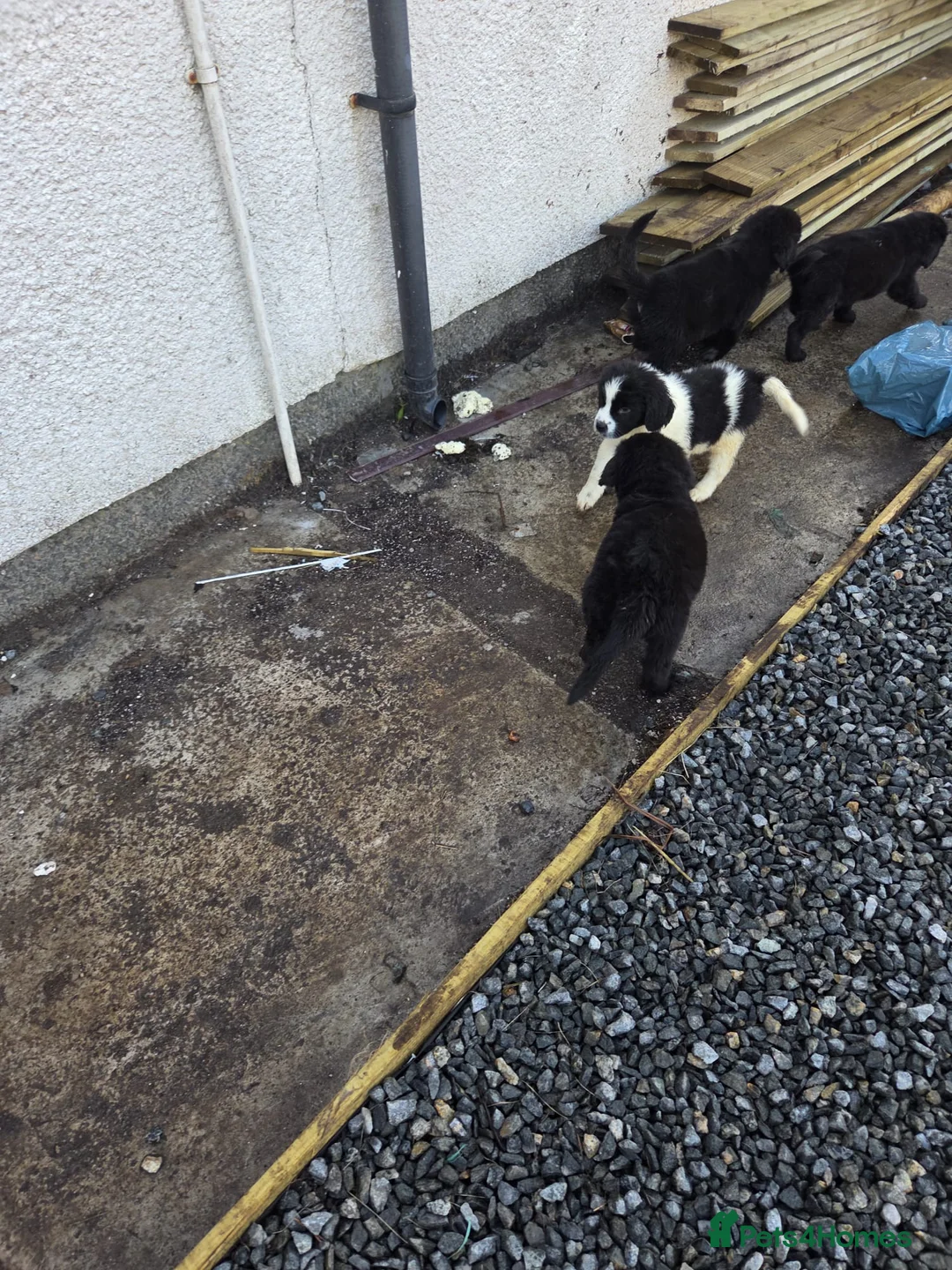 Mixed Breed dogs for sale: St Bernard Cross Newfoundland  in Isle of Lewis - Advert 2