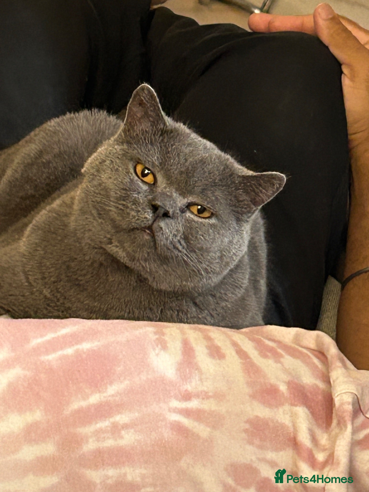 British Shorthair cats BRITISH SHORT HAIR FEMALE CAT - Advert 2