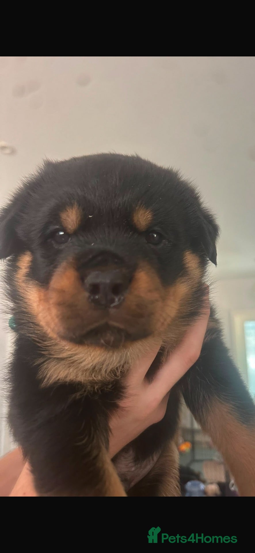 Rottweiler dogs Amazing Rottweiler litter girls and boys   - Advert 1