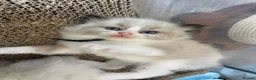 Ragdoll cats for sale: 💙Pedigree Ragdoll Male💙 - Advert 7