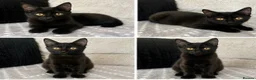 Domestic Shorthair cats for sale: Male kittens to go together 🐈‍⬛ 🐈‍⬛  - Advert 3